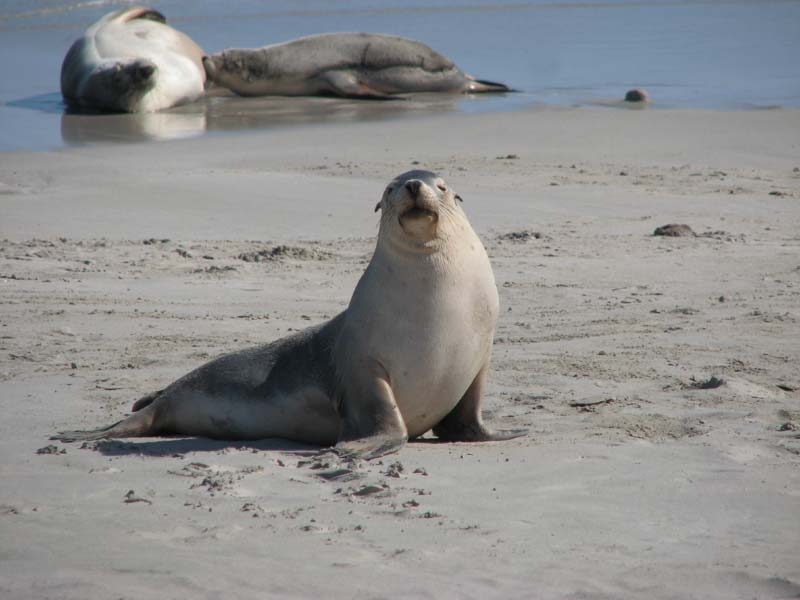 Sea Lions